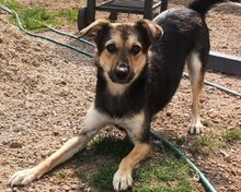 LASKO, Hund, Mischlingshund in Faulenrost - Bild 1