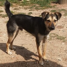 LASKO, Hund, Mischlingshund in Faulenrost - Bild 2