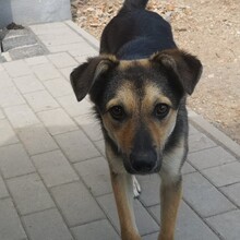 LASKO, Hund, Mischlingshund in Faulenrost - Bild 3