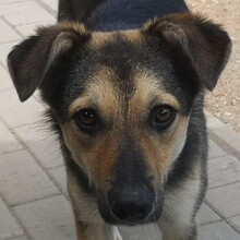 LASKO, Hund, Mischlingshund in Faulenrost - Bild 4
