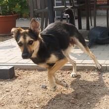 LASKO, Hund, Mischlingshund in Faulenrost - Bild 5