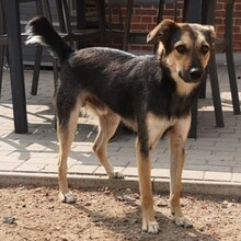 LASKO, Hund, Mischlingshund in Faulenrost - Bild 6