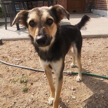LASKO, Hund, Mischlingshund in Faulenrost - Bild 7