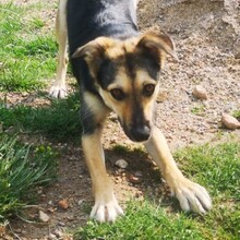 LASKO, Hund, Mischlingshund in Faulenrost - Bild 8