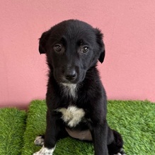 SARIA, Hund, Mischlingshund in Rumänien - Bild 1