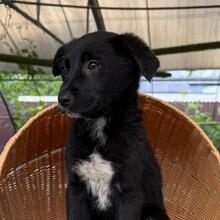 SARIA, Hund, Mischlingshund in Rumänien - Bild 5