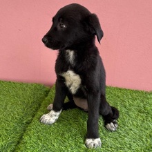 SARIA, Hund, Mischlingshund in Rumänien - Bild 6