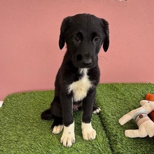 SPIKE, Hund, Mischlingshund in Rumänien - Bild 1