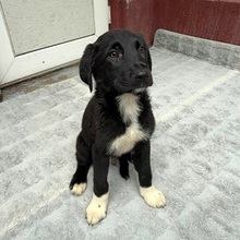 SPIKE, Hund, Mischlingshund in Rumänien - Bild 3