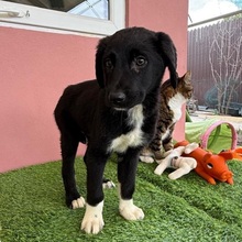 SPIKE, Hund, Mischlingshund in Rumänien - Bild 5