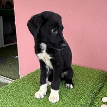 SPIKE, Hund, Mischlingshund in Rumänien - Bild 6