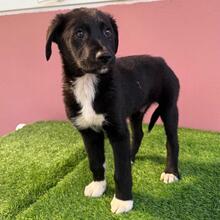 SISCO, Hund, Mischlingshund in Rumänien - Bild 1