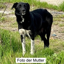 SISCO, Hund, Mischlingshund in Rumänien - Bild 2