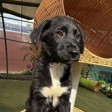 SISCO, Hund, Mischlingshund in Rumänien - Bild 4