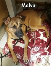 MALVA, Hund, Mischlingshund in Oberhausen - Bild 1