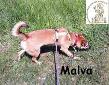 MALVA, Hund, Mischlingshund in Oberhausen - Bild 2