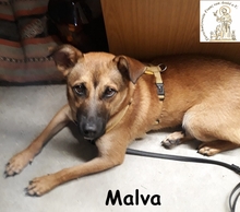 MALVA, Hund, Mischlingshund in Oberhausen - Bild 3
