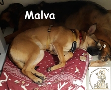 MALVA, Hund, Mischlingshund in Oberhausen - Bild 4