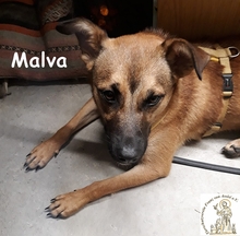 MALVA, Hund, Mischlingshund in Oberhausen - Bild 5
