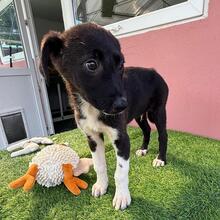 SHAILO, Hund, Mischlingshund in Rumänien - Bild 3