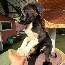 SHAILO, Hund, Mischlingshund in Rumänien - Bild 4
