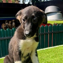 SHAILO, Hund, Mischlingshund in Rumänien - Bild 7