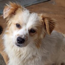 JECKO, Hund, Mischlingshund in Rumänien - Bild 2