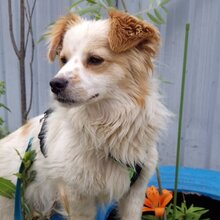 JECKO, Hund, Mischlingshund in Rumänien - Bild 3