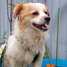 JECKO, Hund, Mischlingshund in Rumänien - Bild 6