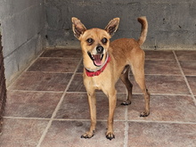 FYNN, Hund, Mischlingshund in Spanien - Bild 1