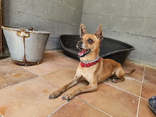 FYNN, Hund, Mischlingshund in Spanien - Bild 10