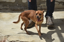FYNN, Hund, Mischlingshund in Spanien - Bild 11