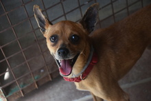 FYNN, Hund, Mischlingshund in Spanien - Bild 12