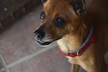 FYNN, Hund, Mischlingshund in Spanien - Bild 13