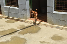 FYNN, Hund, Mischlingshund in Spanien - Bild 2