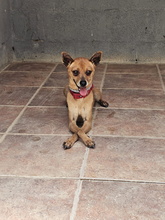 FYNN, Hund, Mischlingshund in Spanien - Bild 3