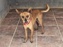 FYNN, Hund, Mischlingshund in Spanien - Bild 4