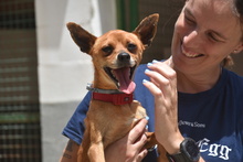 FYNN, Hund, Mischlingshund in Spanien - Bild 5