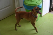 FYNN, Hund, Mischlingshund in Spanien - Bild 6