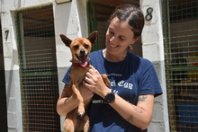 FYNN, Hund, Mischlingshund in Spanien - Bild 7