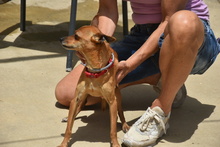 FYNN, Hund, Mischlingshund in Spanien - Bild 8