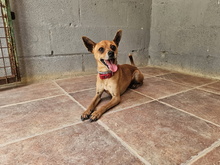 FYNN, Hund, Mischlingshund in Spanien - Bild 9