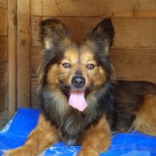 LUMO, Hund, Mischlingshund in Rumänien - Bild 1