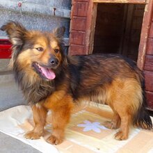 LUMO, Hund, Mischlingshund in Rumänien - Bild 4