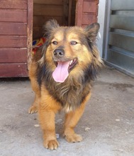 LUMO, Hund, Mischlingshund in Rumänien - Bild 7
