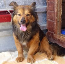LUMO, Hund, Mischlingshund in Rumänien - Bild 9