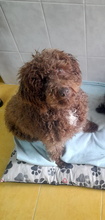 LANA, Hund, Pudel in Spanien - Bild 1