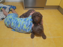 LANA, Hund, Pudel in Spanien - Bild 2