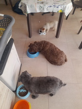LANA, Hund, Pudel in Spanien - Bild 3