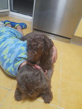 LANA, Hund, Pudel in Spanien - Bild 4
